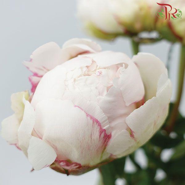 Peony - White***FRAGILE (2 Stems)-White-Netherland-prflorist.com.my