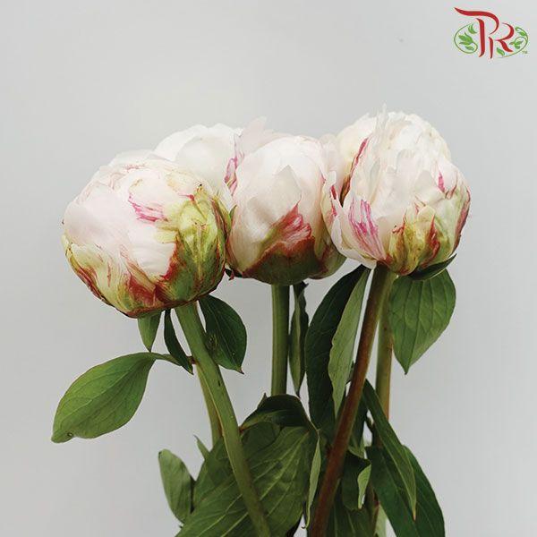 Peony - White***FRAGILE (2 Stems)-White-Netherland-prflorist.com.my