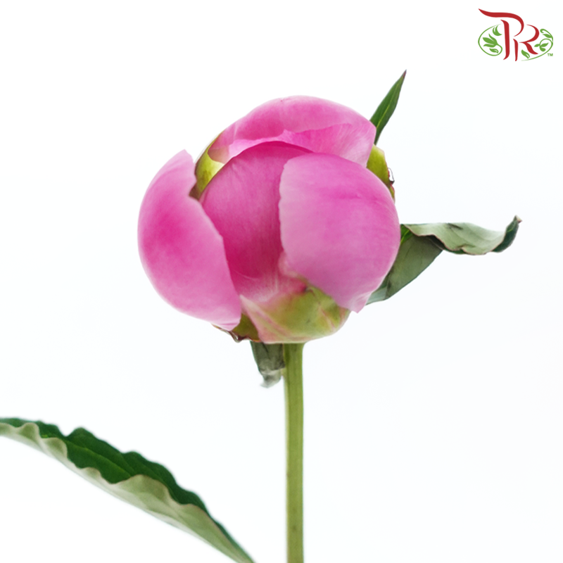 Peony - Xiao Ou ***FRAGILE (5 Stems)***(Small / Medium Head)-Pink-China-prflorist.com.my