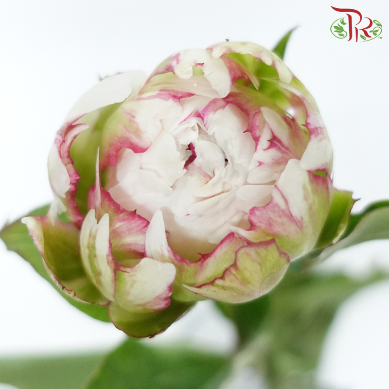 Peony - Yang Fei ***FRAGILE (5 Stems)***(Small / Medium Head)-White-China-prflorist.com.my