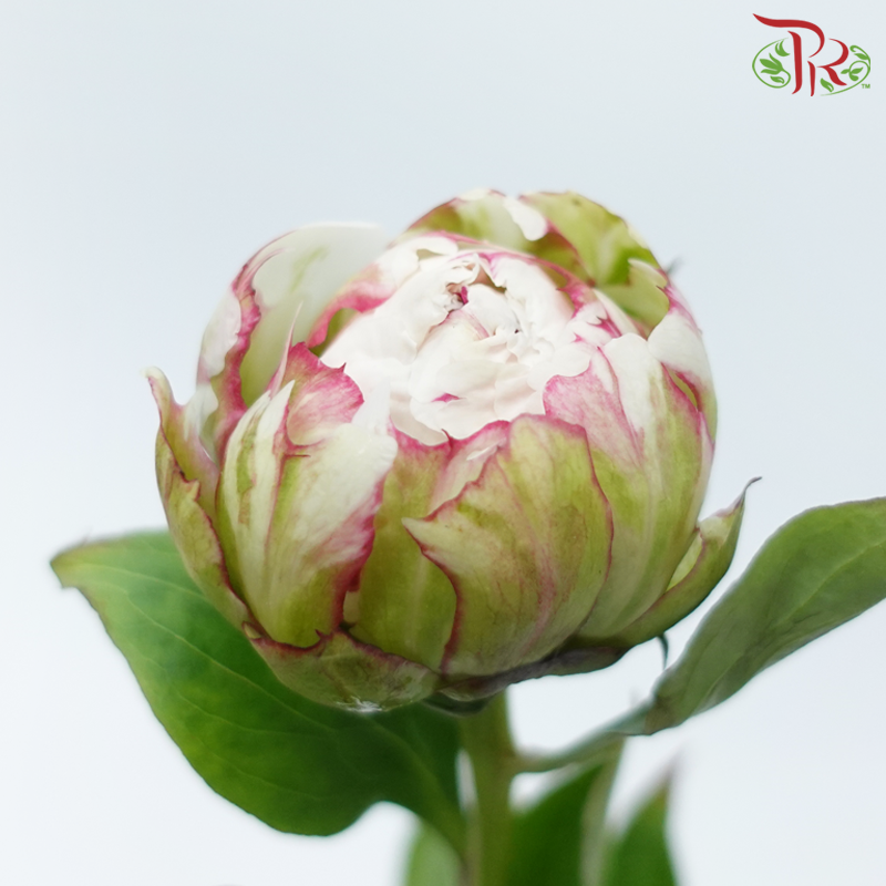 Peony - Yang Fei ***FRAGILE (5 Stems)***(Small / Medium Head)-White-China-prflorist.com.my