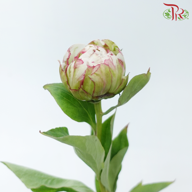 Peony - Yang Fei ***FRAGILE (5 Stems)***(Small / Medium Head)-White-China-prflorist.com.my