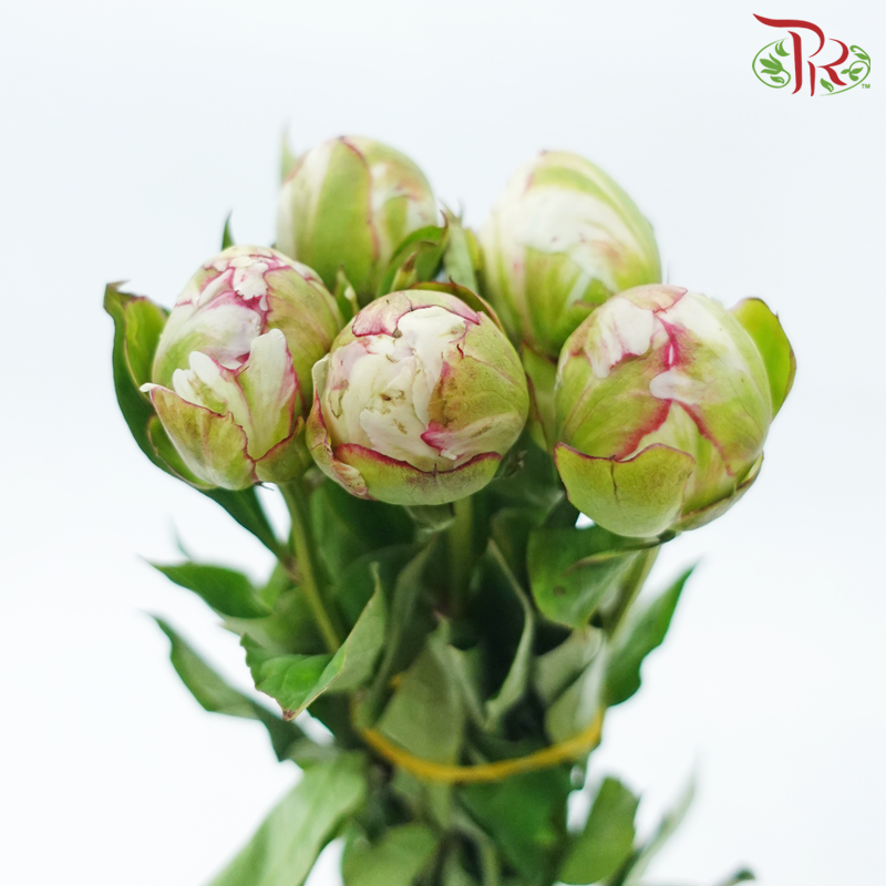 Peony - Yang Fei ***FRAGILE (5 Stems)***(Small / Medium Head)-White-China-prflorist.com.my
