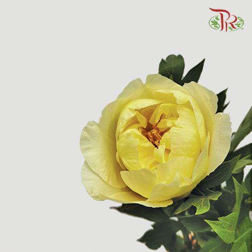 Peony - Yellow (5 Stems) ***Fragile (Small /Medium Size)-Yellow-China-prflorist.com.my