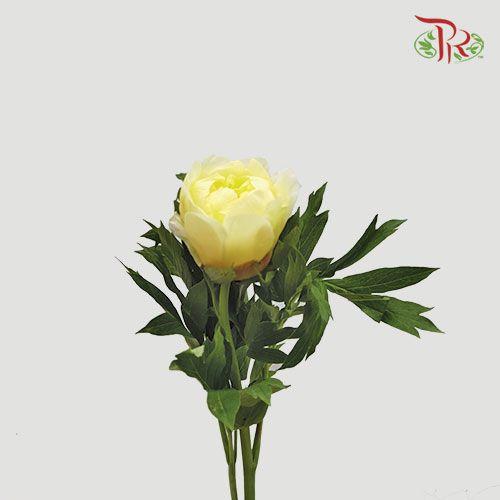 Peony - Yellow (5 Stems) ***Fragile (Small /Medium Size)-Yellow-China-prflorist.com.my