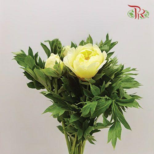 Peony - Yellow (5 Stems) ***Fragile (Small /Medium Size)-Yellow-China-prflorist.com.my