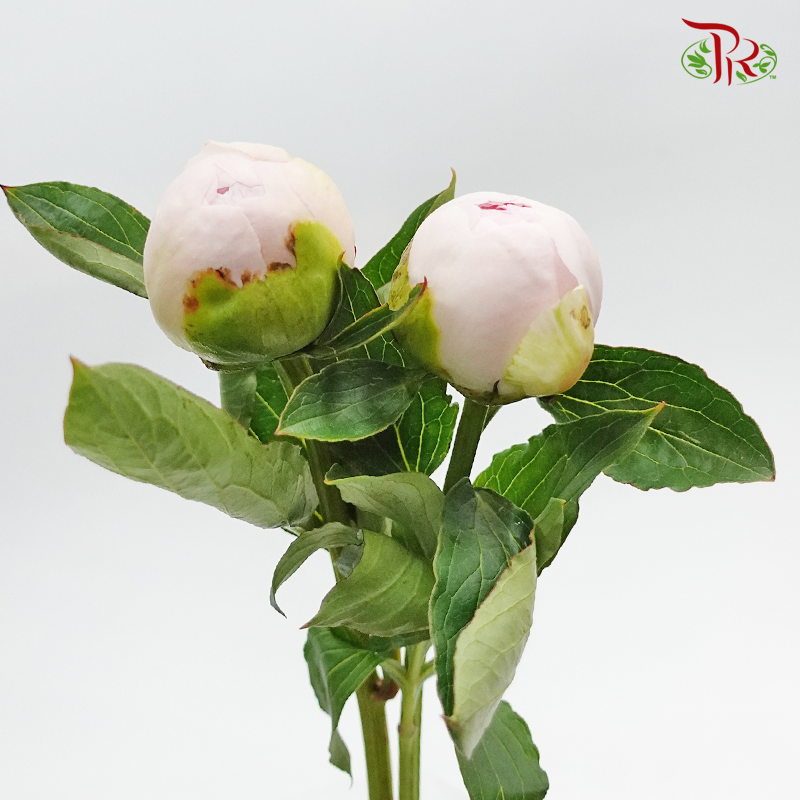 Peony - Lemonade Pink (2 Stems) - Pudu Ria Florist