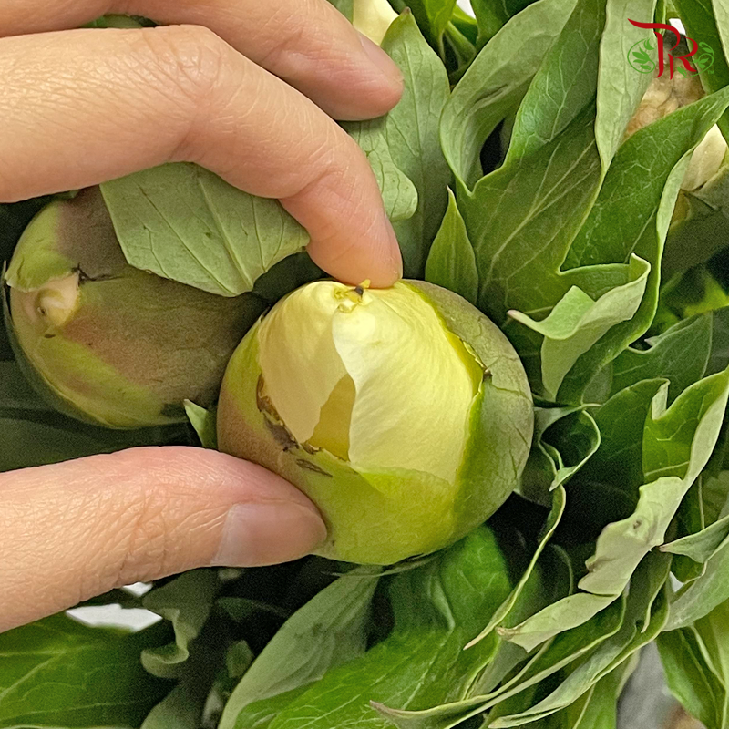 Peony - Cream / Cream Yellowish (5 Stems) - Pudu Ria Florist