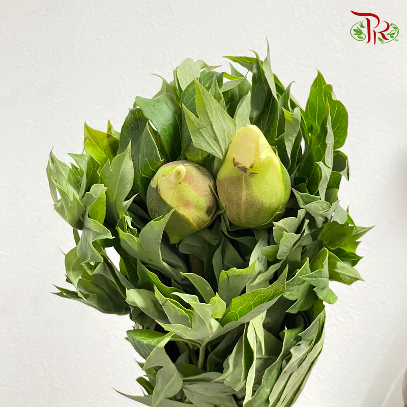 Peony - Cream / Cream Yellowish (5 Stems) - Pudu Ria Florist