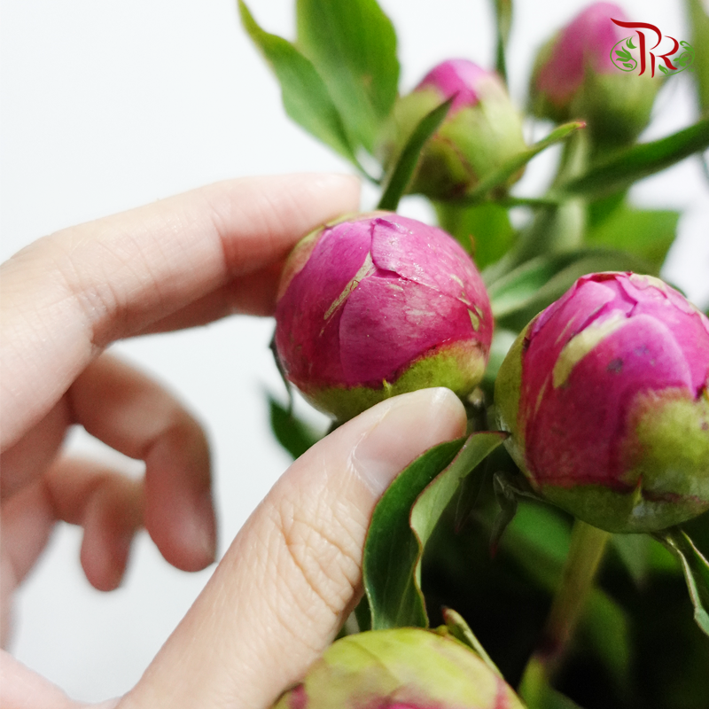 Peony - Dark Pink (5 Stems) - Pudu Ria Florist