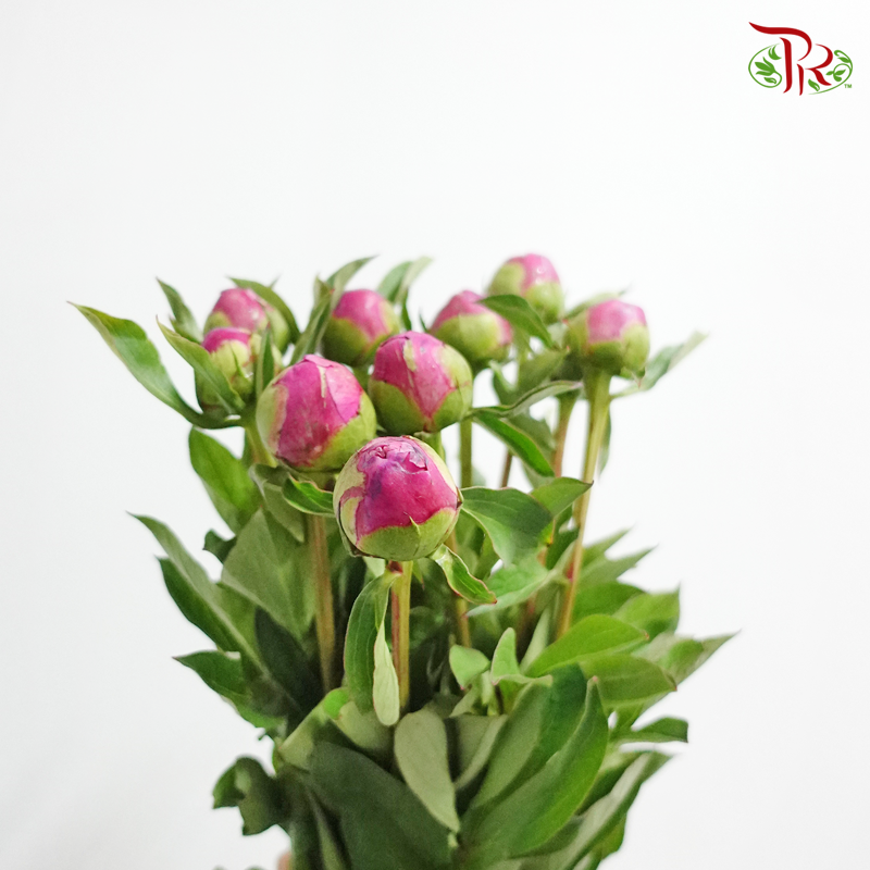 Peony - Dark Pink (5 Stems) - Pudu Ria Florist