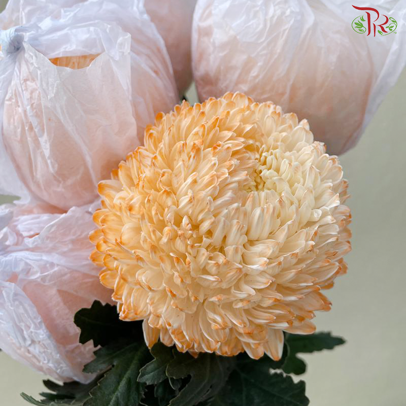 Peony Mum Dyed (Chrysanthemum)