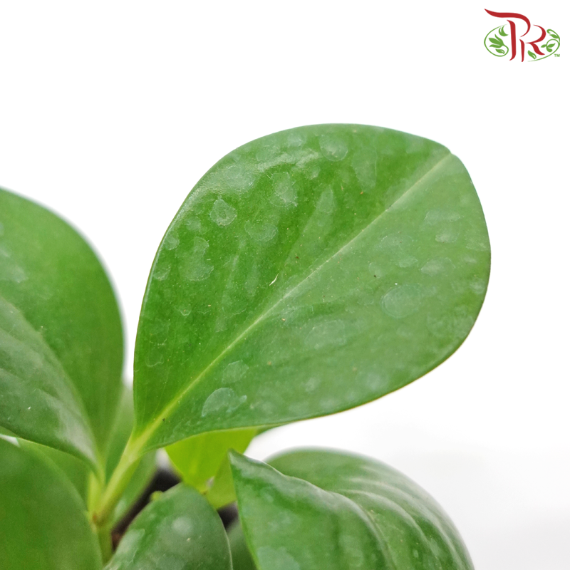 Peperomia Green P90《椒草》