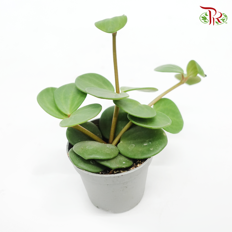 Peperomia Hope《希望椒草》