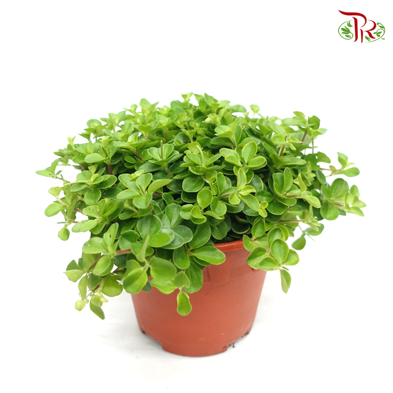 Peperomia Mini Valley 《圆蔓椒草》-Pudu Ria Florist-prflorist.com.my