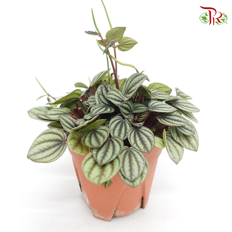 Peperomia Piccolo Banda《孔雀椒草》-Pudu Ria Florist-prflorist.com.my