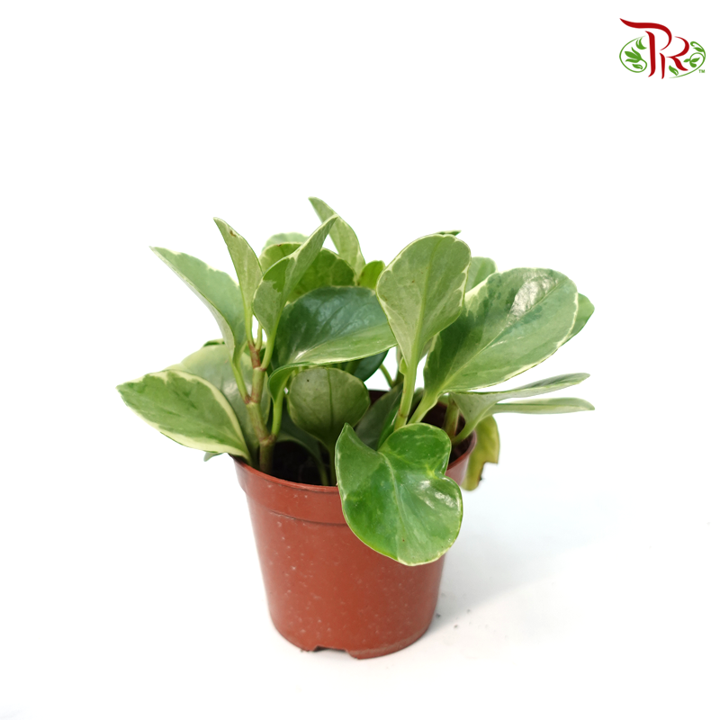 Peperomia Variegated 《圓叶椒草锦》-Pudu Ria Florist-prflorist.com.my