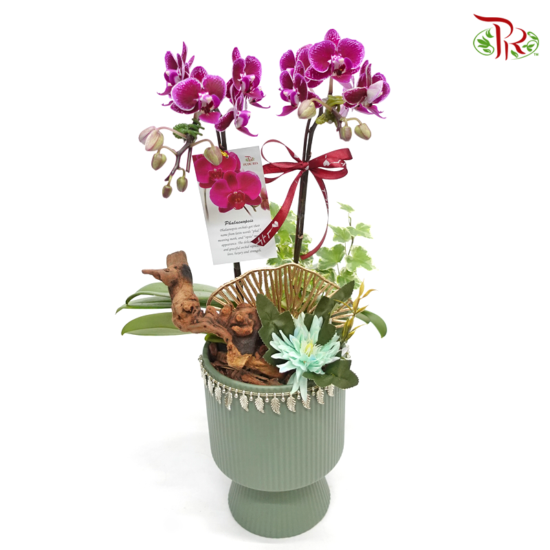 Perfect gift- Mini Orchid Phalaenopsis-Pudu Ria Florist-prflorist.com.my