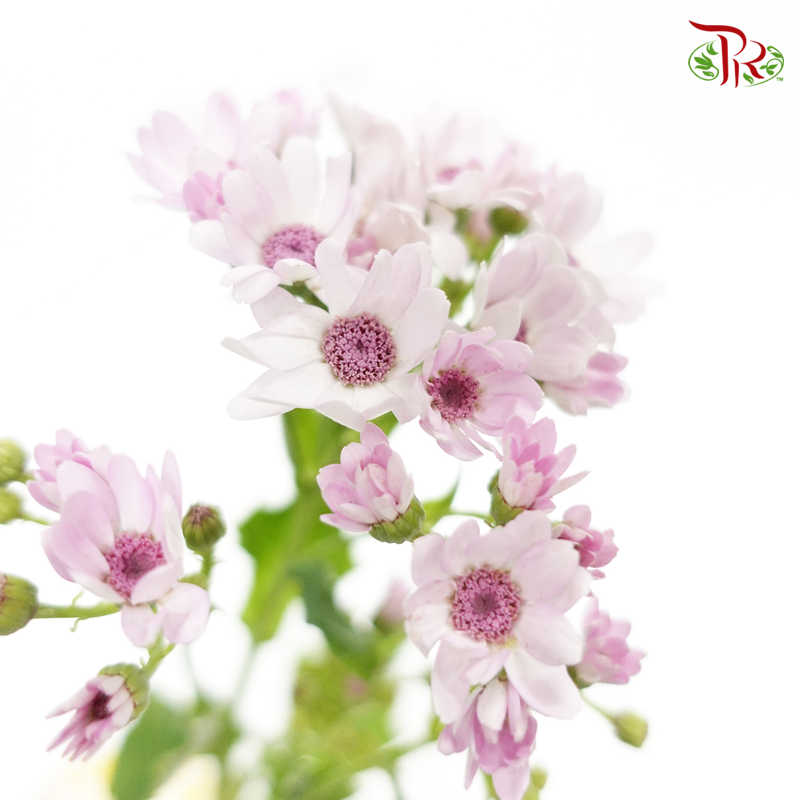 Pericallis - Baby Pink (2 Stems)-Pink-Japan-prflorist.com.my