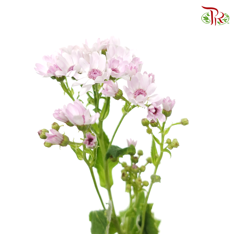Pericallis - Baby Pink (2 Stems)-Pink-Japan-prflorist.com.my