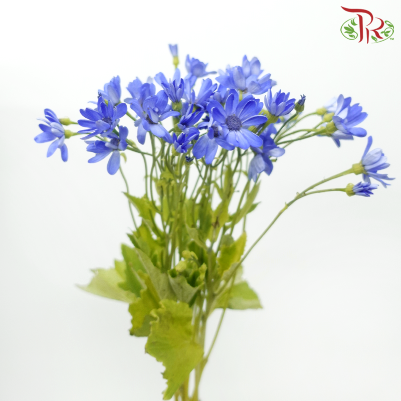 Pericallis - Blue (2 Stems)-Blue-Japan-prflorist.com.my