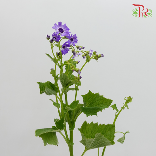 Pericallis - Dark Purple (2 Stems)-Purple-Japan-prflorist.com.my