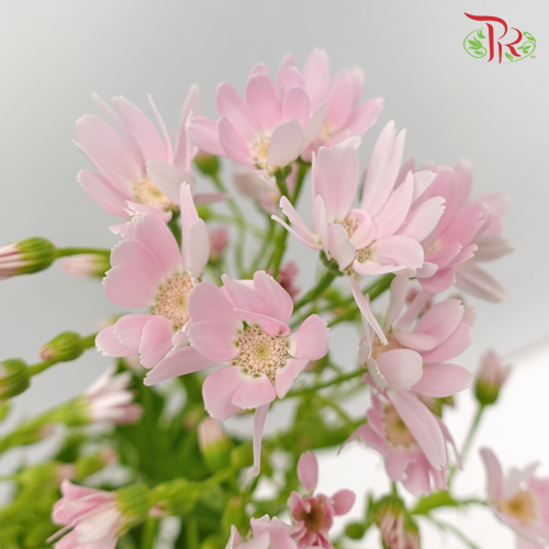 Pericallis - Light Pink (2 Stems)-Pink-Japan-prflorist.com.my