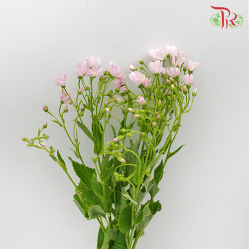 Pericallis - Light Pink (2 Stems)-Pink-Japan-prflorist.com.my
