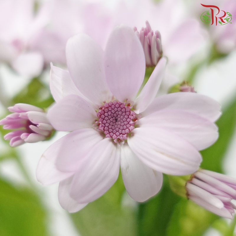 Pericallis - Lilac (2 Stems)-Lilac-Japan-prflorist.com.my