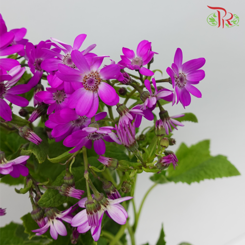 Pericallis - Purple (2 Stems)-Purple-Japan-prflorist.com.my