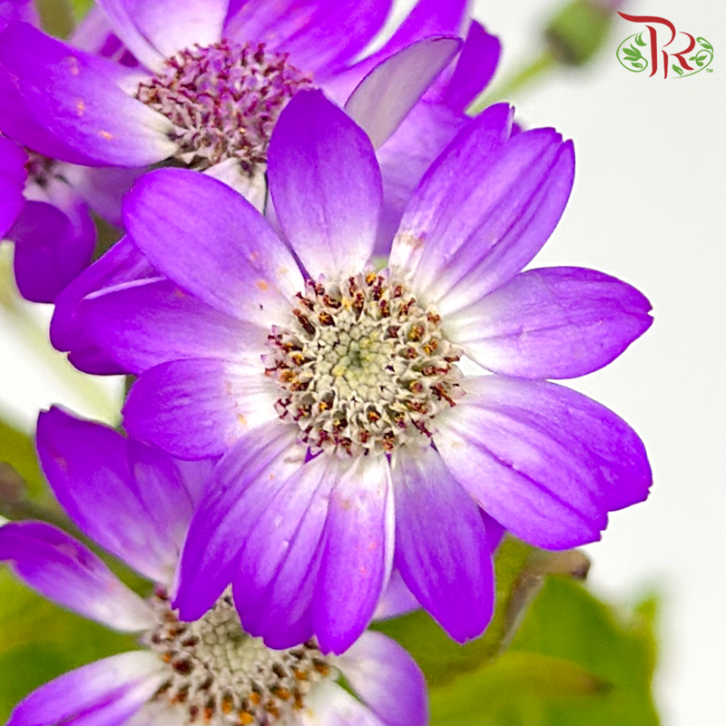 Pericallis - Purple (2 Stems)-Purple-Japan-prflorist.com.my