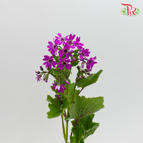 Pericallis - Purple (2 Stems)-Purple-Japan-prflorist.com.my