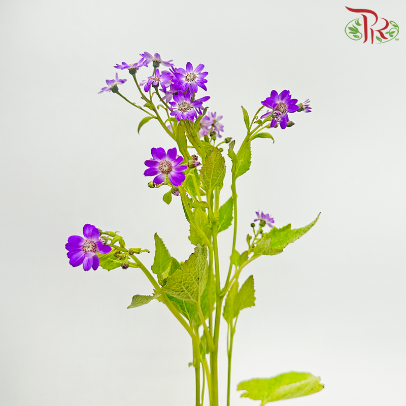 Pericallis - Purple (2 Stems)-Purple-Japan-prflorist.com.my