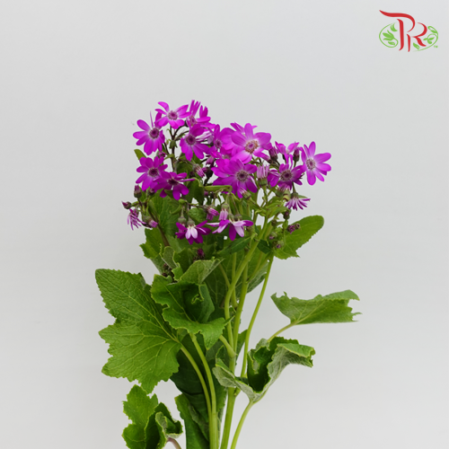 Pericallis - Purple (2 Stems)-Purple-Japan-prflorist.com.my