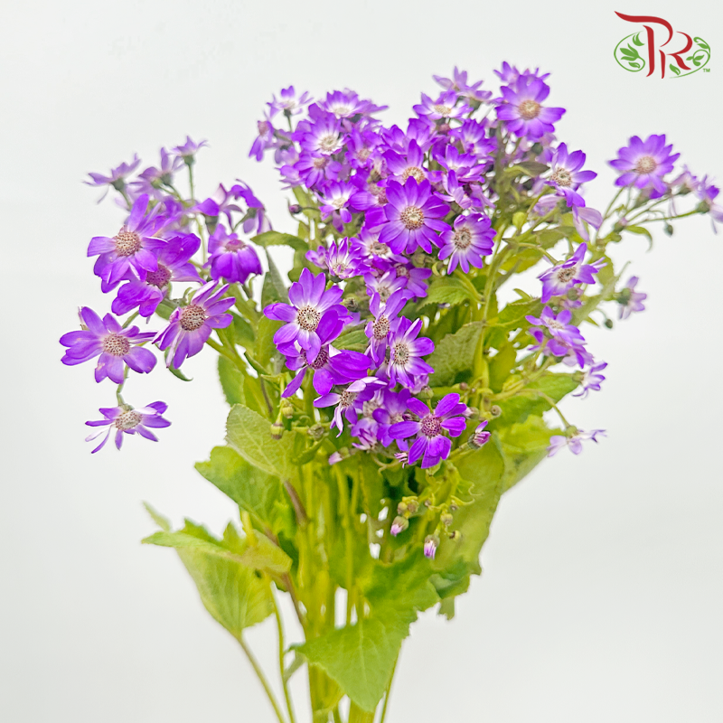 Pericallis - Purple (2 Stems)-Purple-Japan-prflorist.com.my