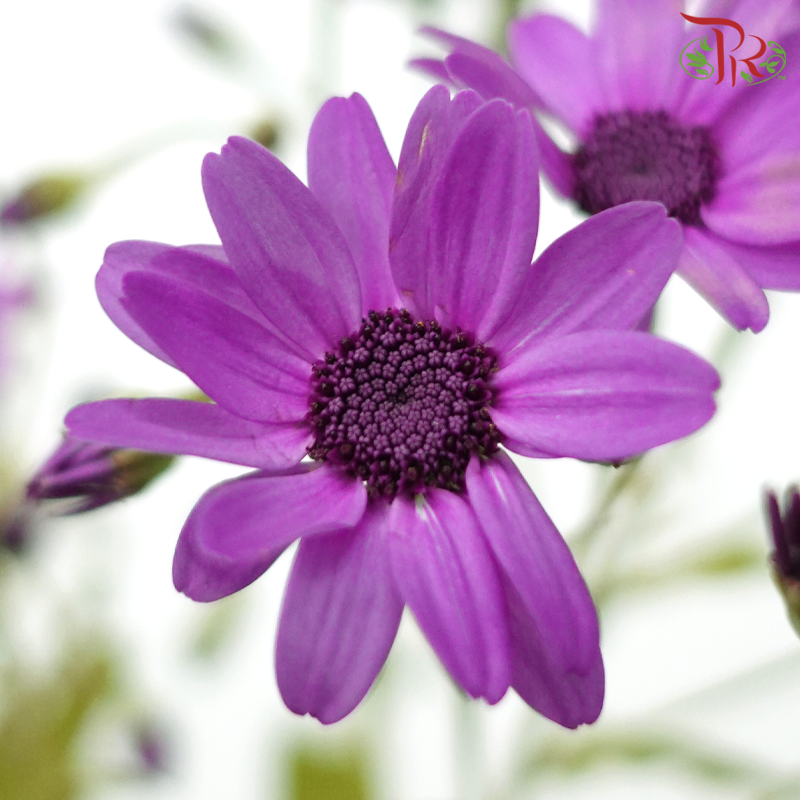 Pericallis - Rebecca Purple (2 Stems)-Purple-Japan-prflorist.com.my