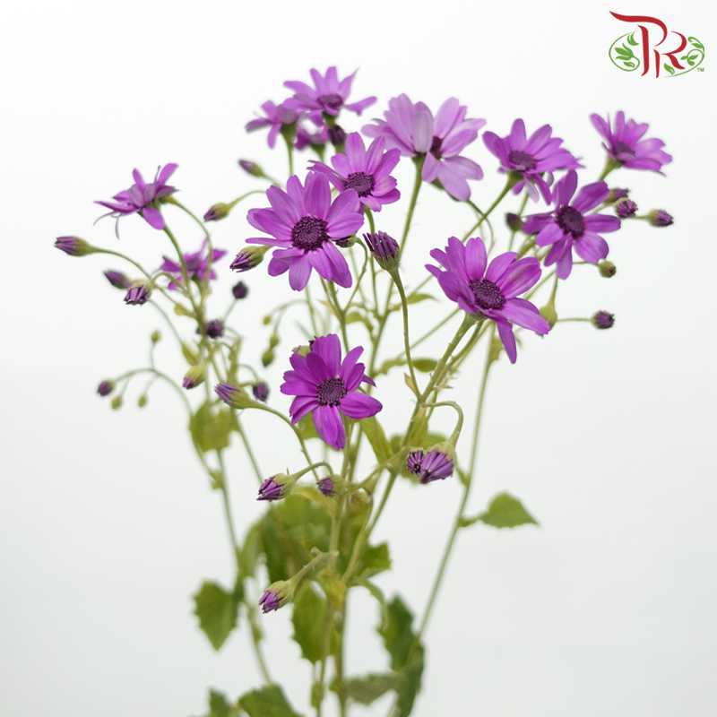 Pericallis - Rebecca Purple (2 Stems)-Purple-Japan-prflorist.com.my