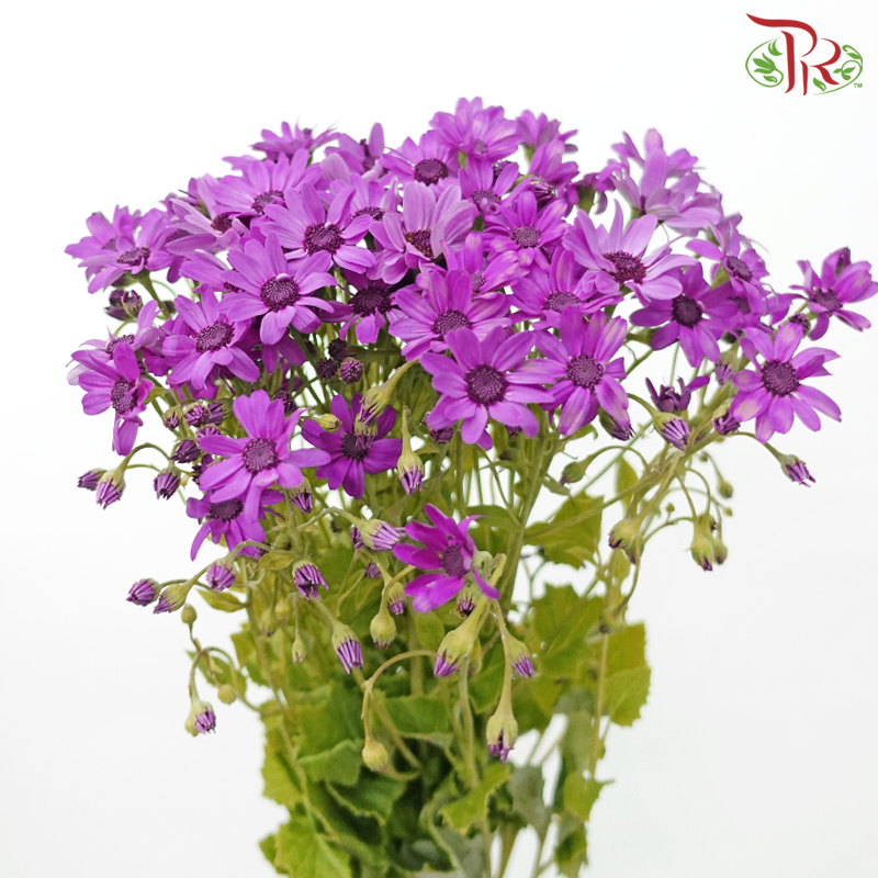 Pericallis - Rebecca Purple (2 Stems)-Purple-Japan-prflorist.com.my
