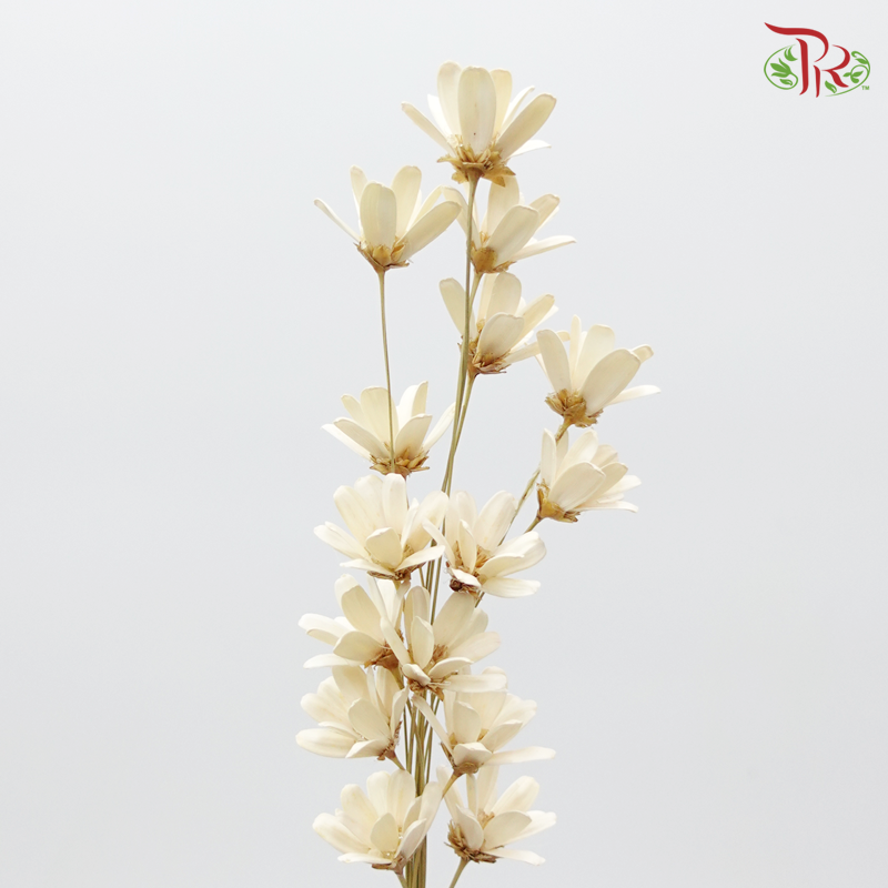 Petite Flower Preservative ( 3214-0-010 )-White-Japan-prflorist.com.my