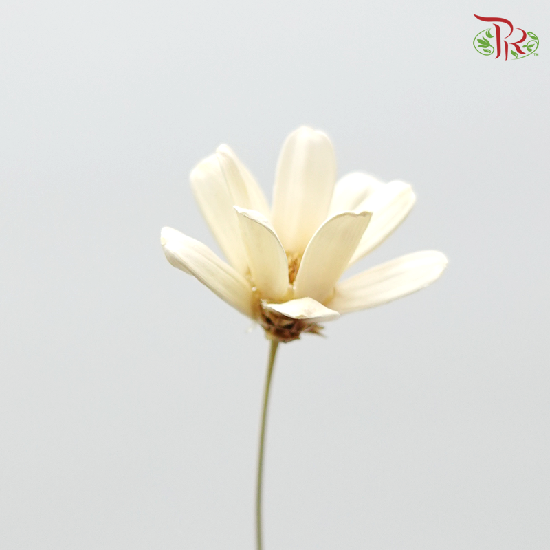 Petite Flower Preservative ( 3214-0-010 )-White-Japan-prflorist.com.my