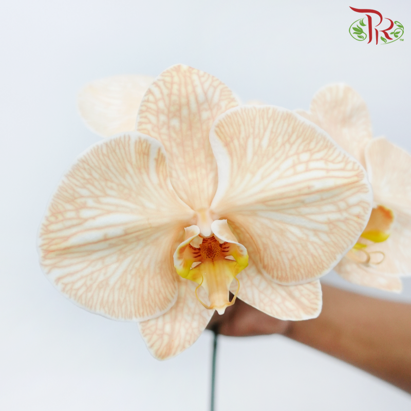 Phalaenopsis Cut - Dyed Apricot (Per Stem)-Apricot-Vietnam-prflorist.com.my
