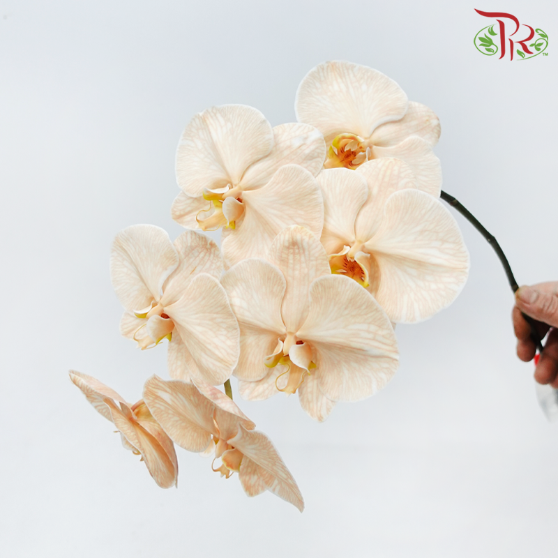 Phalaenopsis Cut - Dyed Apricot (Per Stem)-Apricot-Vietnam-prflorist.com.my