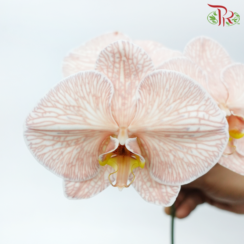 Phalaenopsis Cut - Dyed Mocha (Per Stem)-Brown-Vietnam-prflorist.com.my