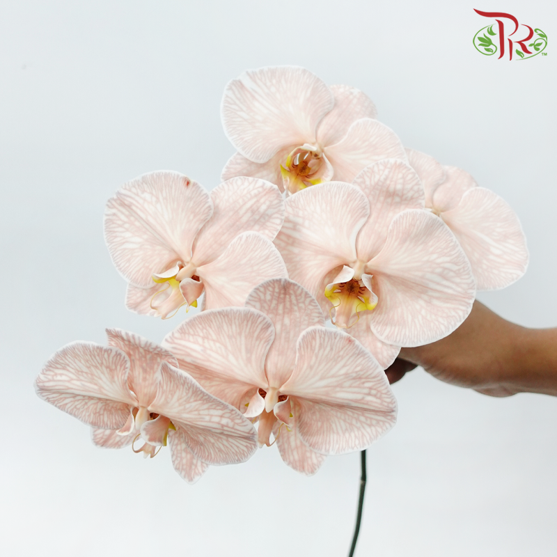 Phalaenopsis Cut - Dyed Mocha (Per Stem)-Brown-Vietnam-prflorist.com.my