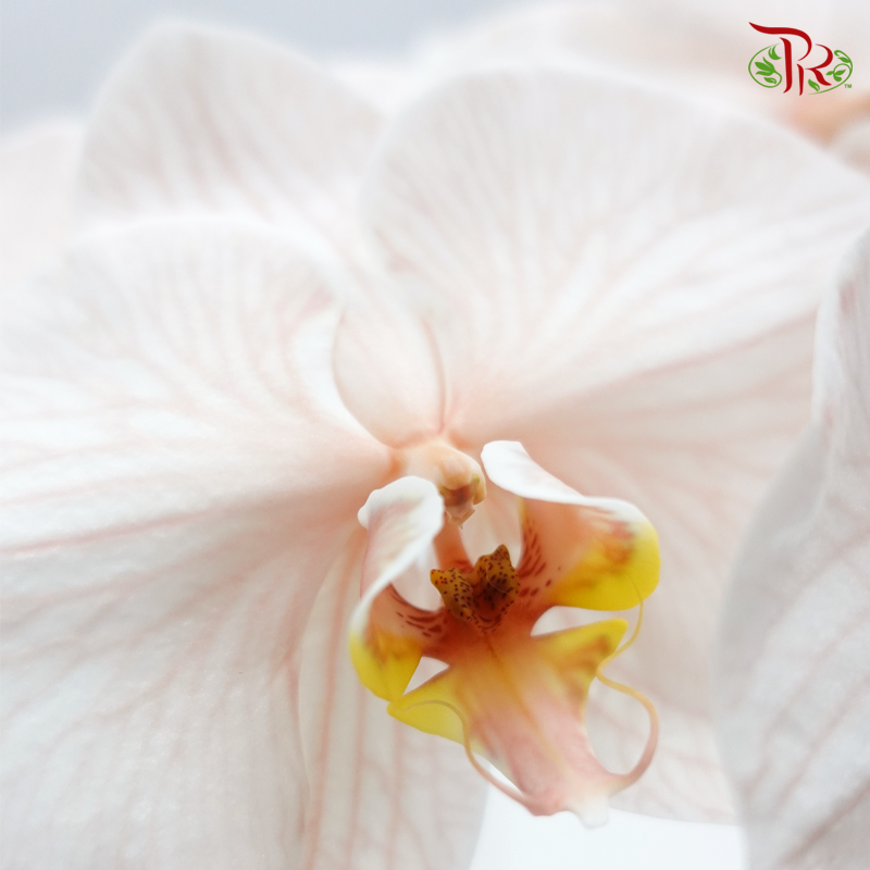 Phalaenopsis Cut - Dyed Mocha (Per Stem)-Brown-Vietnam-prflorist.com.my