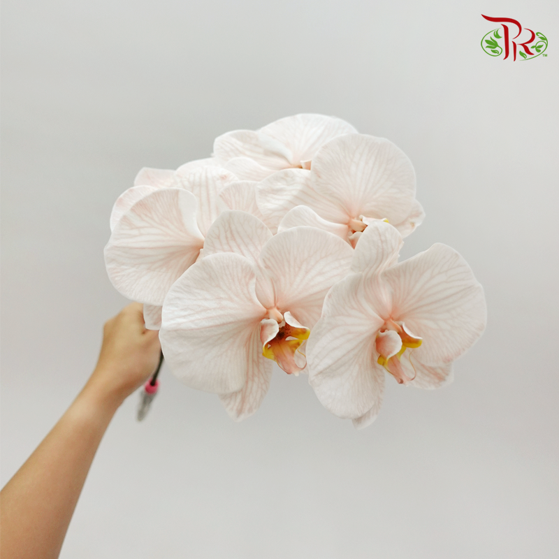 Phalaenopsis Cut - Dyed Mocha (Per Stem)-Brown-Vietnam-prflorist.com.my