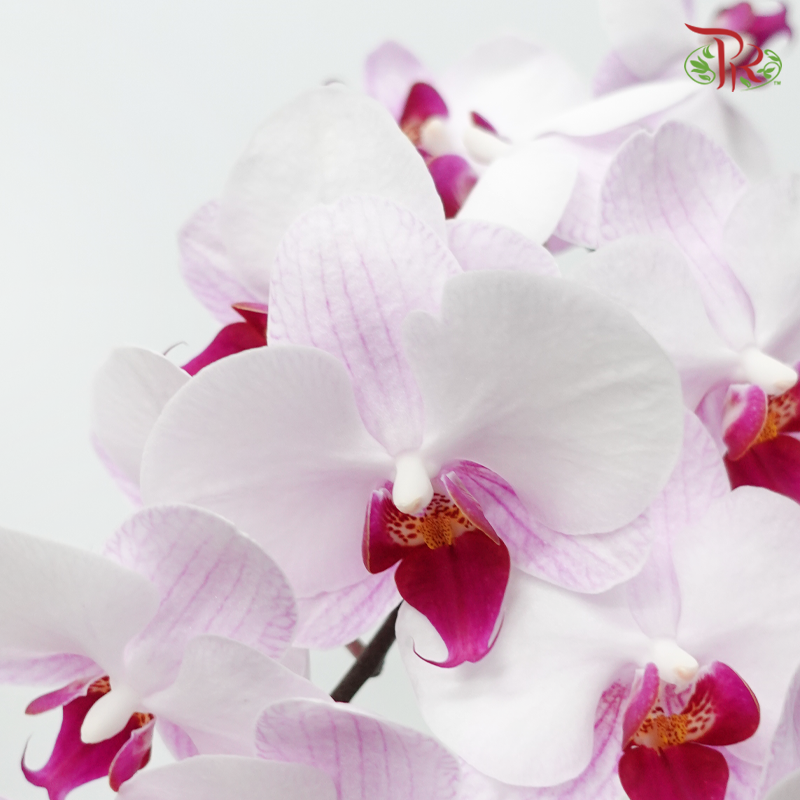 Phalaenopsis Cut - Light Purple With Red Lips (Per Stem)-Purple-Vietnam-prflorist.com.my