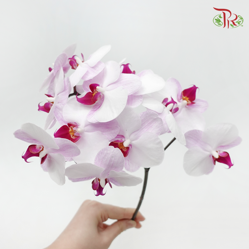 Phalaenopsis Cut - Light Purple With Red Lips (Per Stem)-Purple-Vietnam-prflorist.com.my