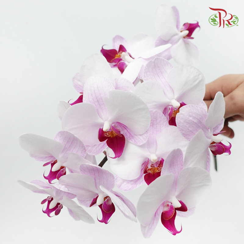 Phalaenopsis Cut - Light Purple With Red Lips (Per Stem)-Purple-Vietnam-prflorist.com.my