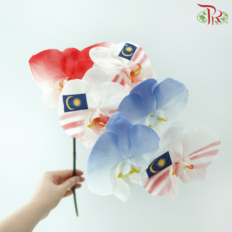 Phalaenopsis Cut - Malaysia Theme (Per Stem)-Vietnam-prflorist.com.my